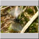 Stylops melittae - Faecherfluegler m01 5mm.jpg